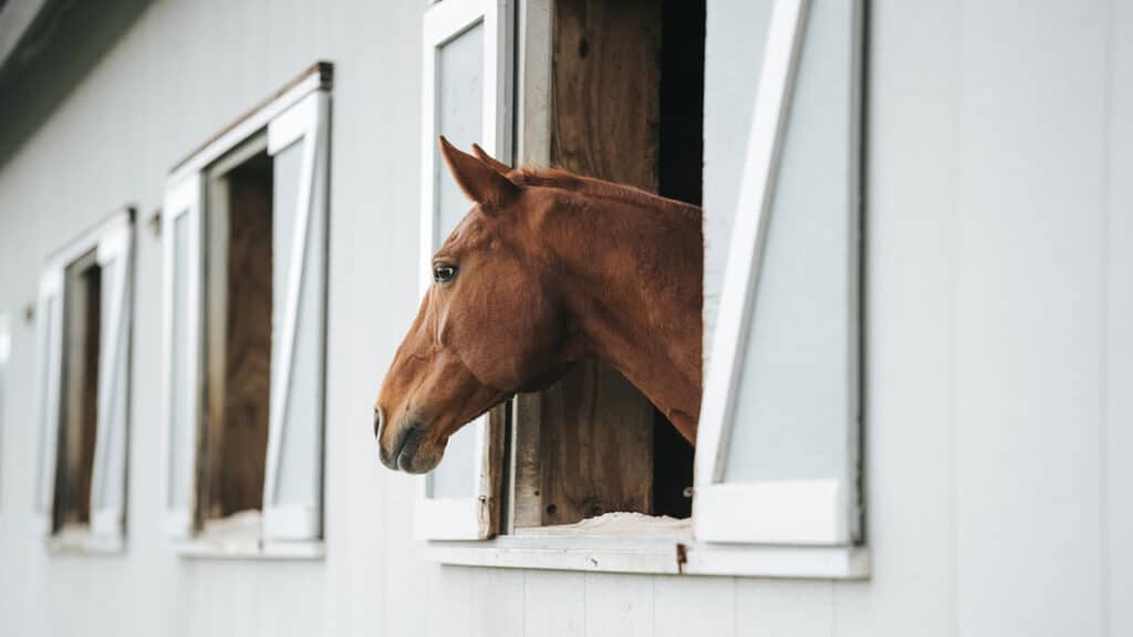the-queens-stables